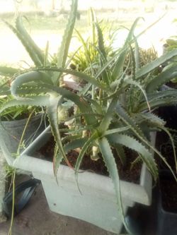 Large Aloe Vera Cluster in Decorative Planter – ¡Gran Grupo de Aloe Vera en Maceta Decorativa