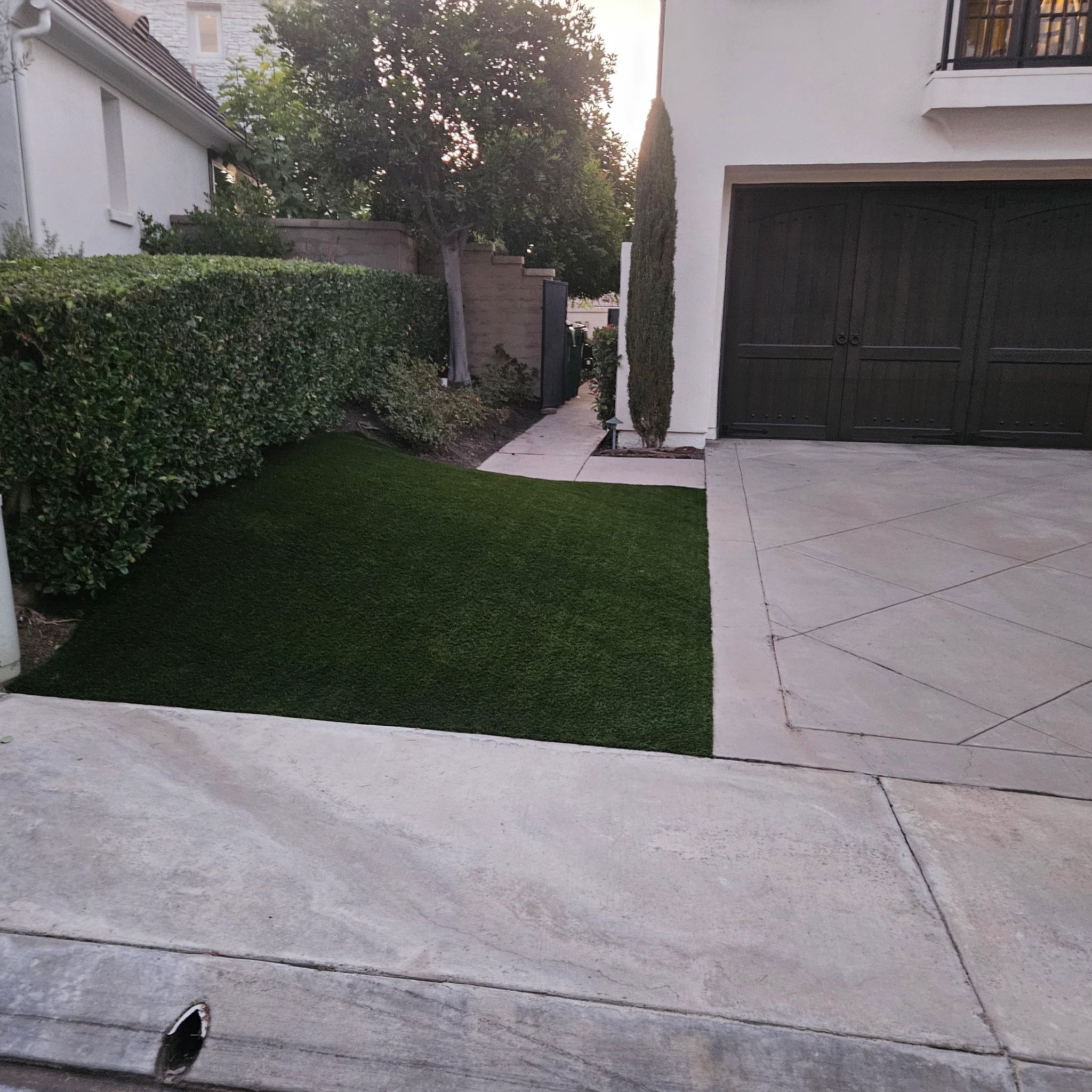 Turf Grass