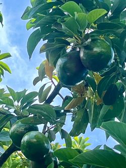 Organic large avocados