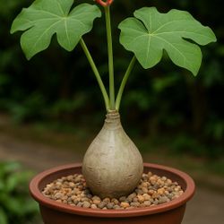 EXOTIC & RARE BUDDA BELLY STARTER PLANT 