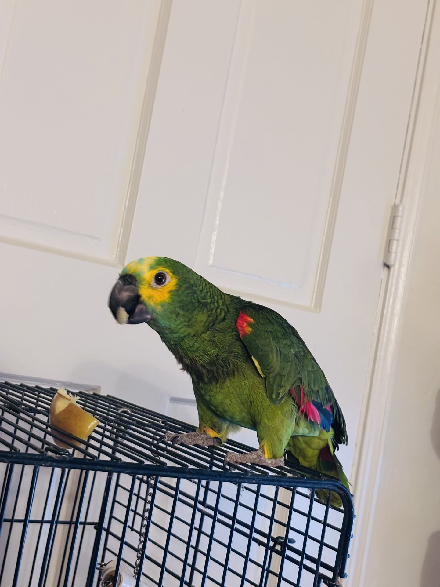 Jaula Para Loros