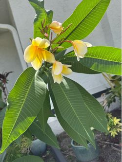 Yellow flower plumeria tree large