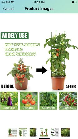 Tomato 3 Pack Cages / Garden/ Vegetables/ Plants/ Outdoor 