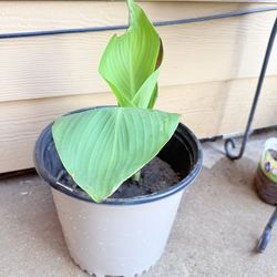 Cannas
