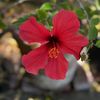 Darshana