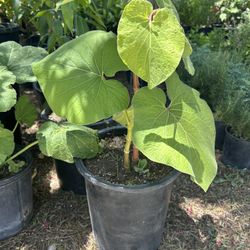 Yerba Santa 