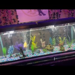 50 Gallon Fish Tank With Filters And Decor, Rocks Not Included 