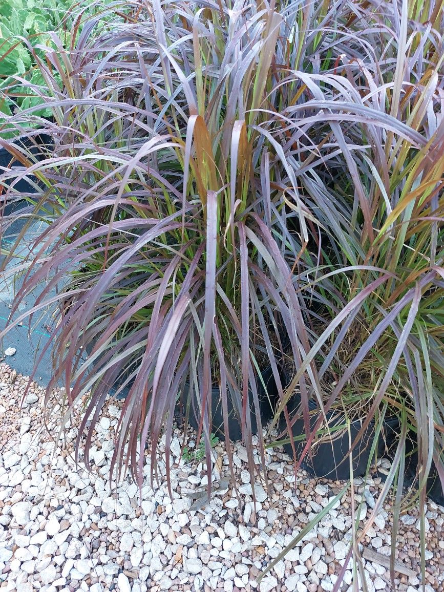 Purple Fountain Grass 