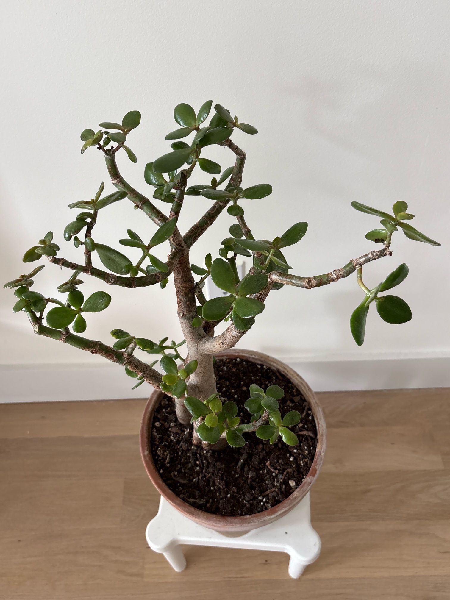 Indoor plant - Jade
