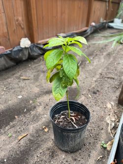 Avocado tree