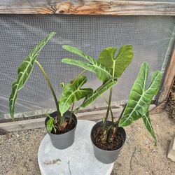 Alocasia Longiloba Plant 6" Pot $8 Each