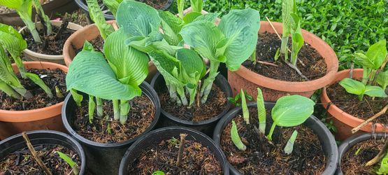Giant Leaf Hosta Plants
