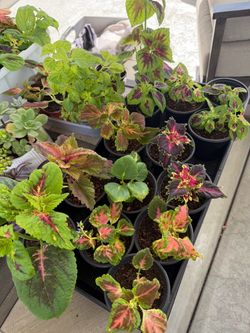 Plants for sale