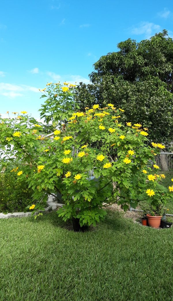 Mexican sunflower plants shown in the 2nd picture ranging in price from 1 to 3. The 1st