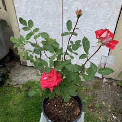 Outdoor rose 