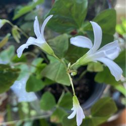 Plants  Thumbnail
