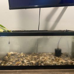 20 Gallon Tank