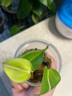 Philodendron Cream Splash