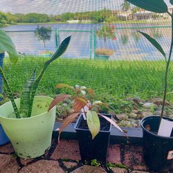 Plants, Pots & Trees