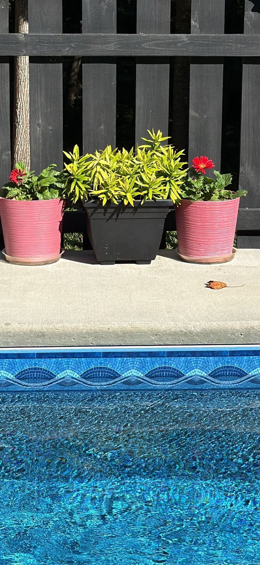 Planters with Tiger Lilies & Gerber Daisies