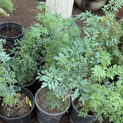 Ruda A D Rosemary Plans $10 Each