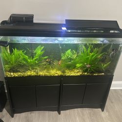 Acuario 55 galones FULL SET – Listo para usar – Completo y funcionando 