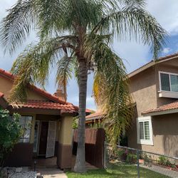 Trees And Palms Trimming 