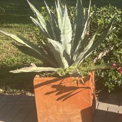 Large Square Terra Cotta Planter with Mature Blue Agave