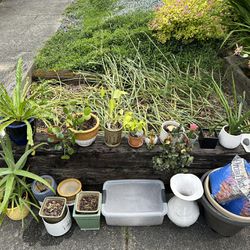 FREE plants, pots, mix! 