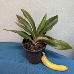 Emerald snake Plant