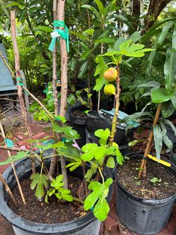 15 gallon Turkey fig tree grafted with fruits