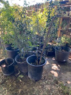 Olive tree, 3 foot tall $30 each 2 foot tall $20 each