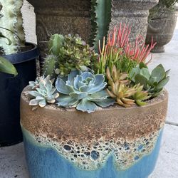 Succulent Garden Arrangement 