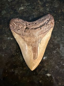 Large Megalodon Shark Tooth Fossil