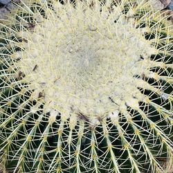 A big Golden Barrel Cactus