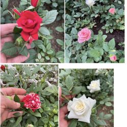 Perennial Rose Bushes Taking Preorders, Will Be Ready In 1 Week