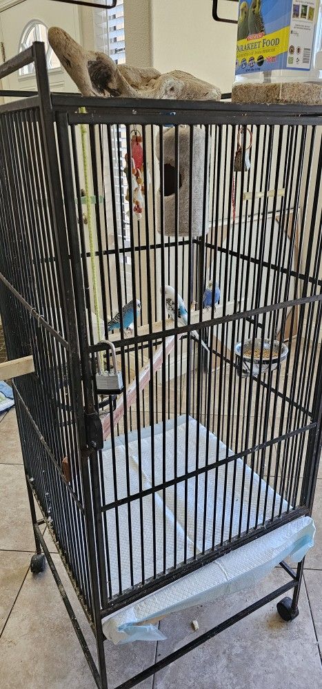 Parakeets And Cage