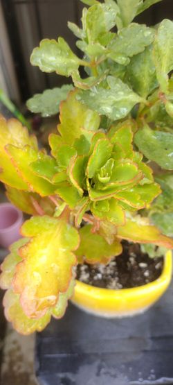 Planta Natural