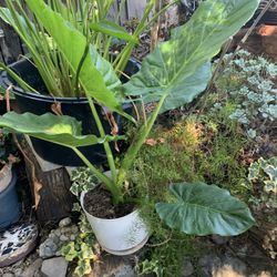 5 Gallon Ear Elephant Plant 