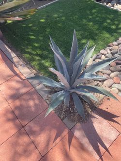 Agave plant