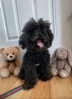 Stuffed animal