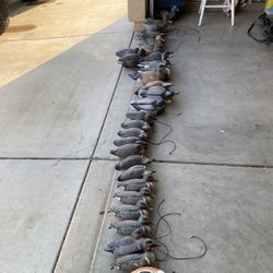 Duck Decoys And Slot Bags 