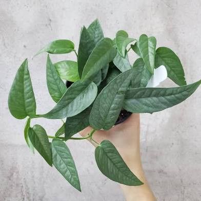Rare Uncommon Blue Pothos Plant/ Cebu Blue Pothos Money Plant / House Plant/ Indoor Plant Flower Patio Garden 