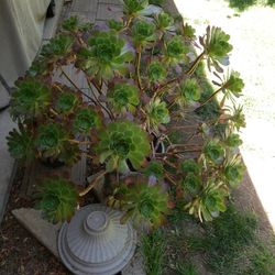 XL Succulent $30