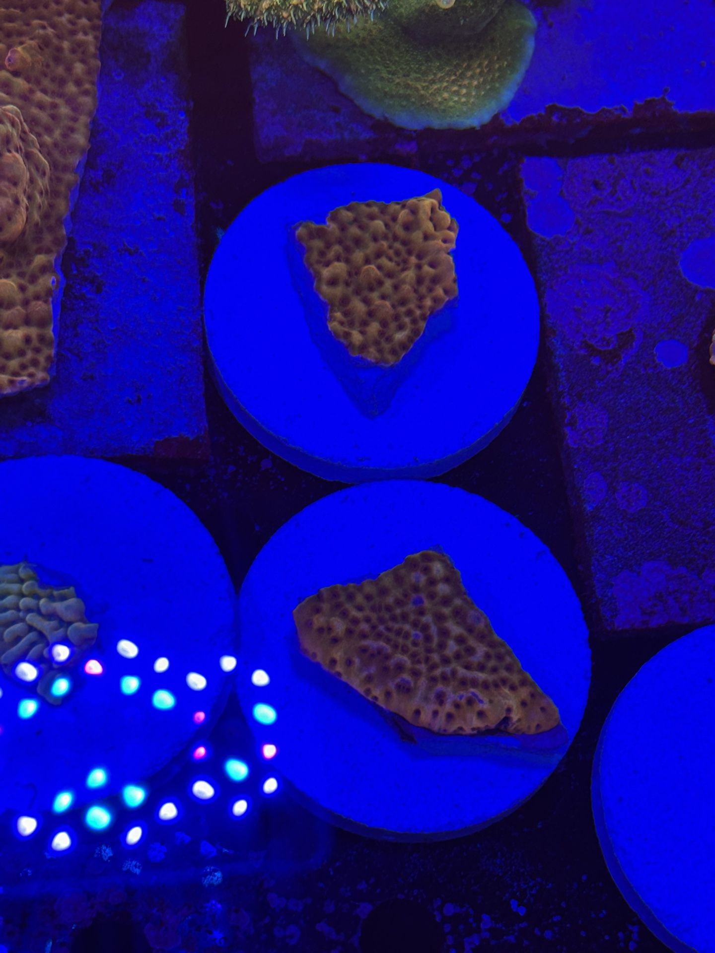 Aquarium Stuff