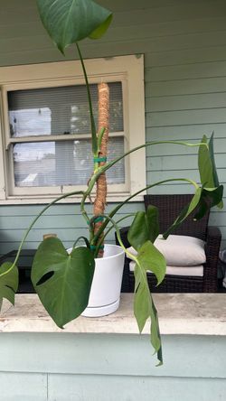 Beautiful plant real
