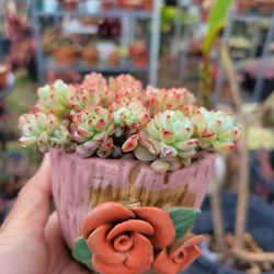 Beautiful Korean Succulent In A 4" Lovely Decorative Pot
