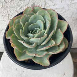 1 Gallon Pot Succulent Plant - Echeveria Colorata - Red Top Queen - Rooted & Established - Drought Resistant - 🪴