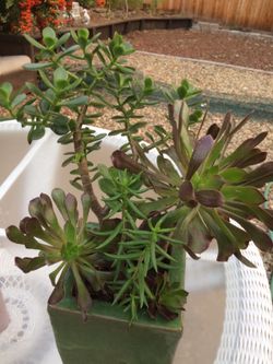 Succulent plants in beautiful pot