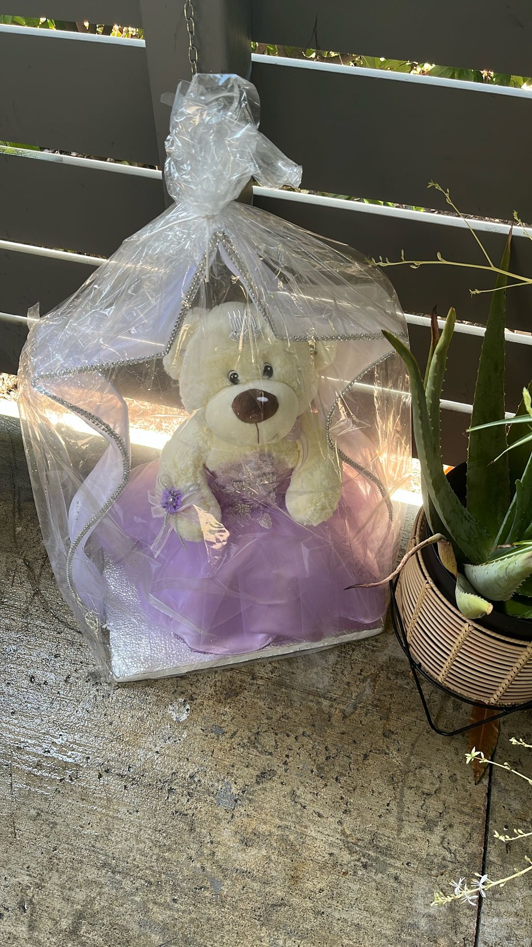 15 Teddy Head